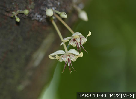 Flower on tree. (Accession: TARS 16740).