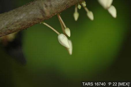 Flowerbud on tree. (Accession: TARS 16740).