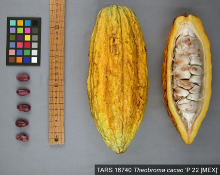 Pods and seeds. (Accession: TARS 16740).