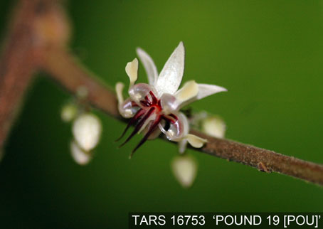 Flower on tree. (Accession: TARS 16753).