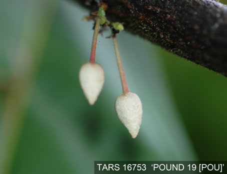 Flowerbud on tree. (Accession: TARS 16753).