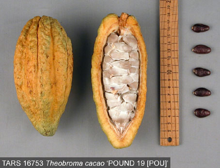 Pods and seeds. (Accession: TARS 16753).