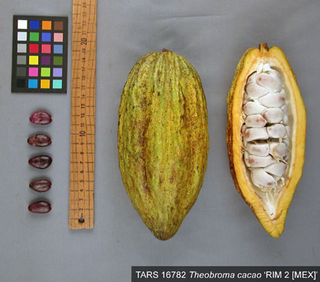 Pods and seeds. (Accession: TARS 16782).