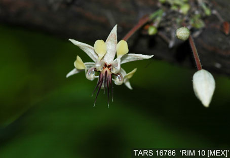 Flower on tree. (Accession: TARS 16786).