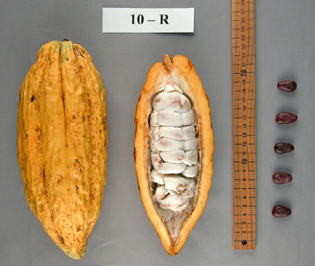 Pods and seeds. (Accession: TARS 16786).