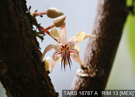Flower on tree. (Accession: TARS 16787 A).
