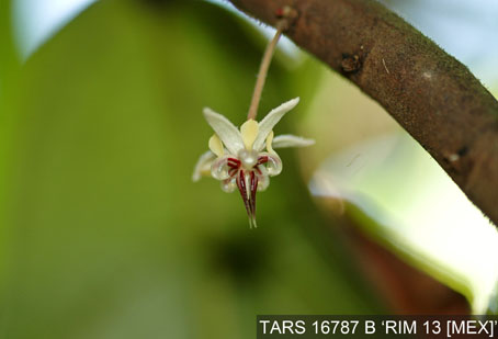 Flower on tree. (Accession: TARS 16787 B).