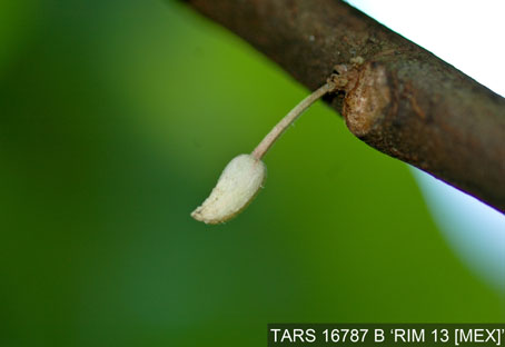 Flowerbud on tree. (Accession: TARS 16787 B).