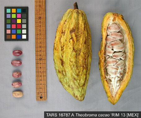 Pods and seeds. (Accession: TARS 16787 A).