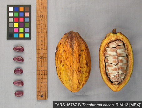 Pods and seeds. (Accession: TARS 16787 B).