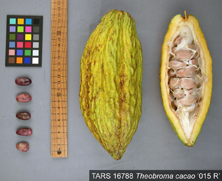 Pods and seeds. (Accession: TARS 16788).