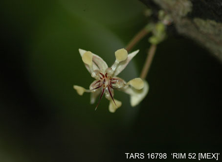 Flower on tree. (Accession: TARS 16798).