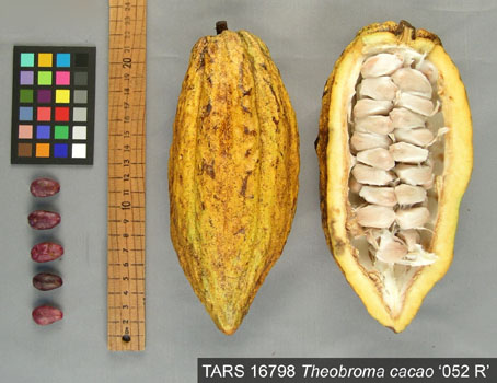 Pods and seeds. (Accession: TARS 16798).