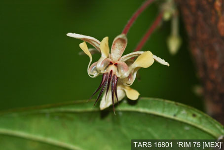 Flower on tree. (Accession: TARS 16801).