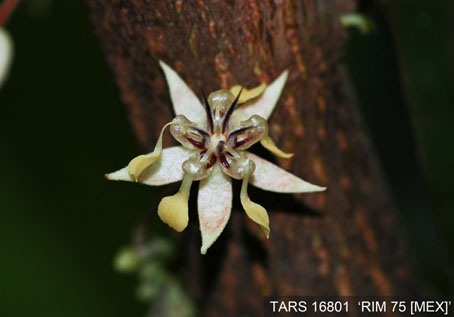Flower on tree. (Accession: TARS 16801).