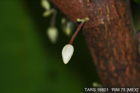 Flowerbud on tree. (Accession: TARS 16801).