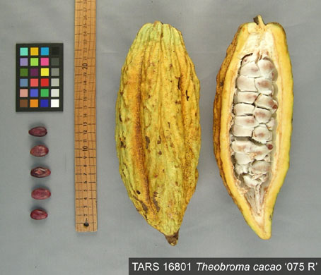 Pods and seeds. (Accession: TARS 16801).