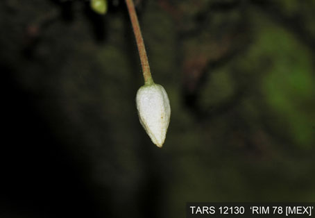 Flowerbud on tree. (Accession: TARS 12130).
