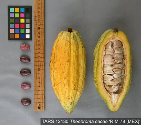 Pods and seeds. (Accession: TARS 12130).