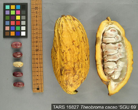 Pods and seeds. (Accession: TARS 16827).