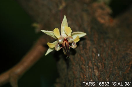 Flower on tree. (Accession: TARS 16833).