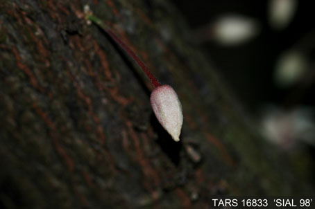 Flowerbud on tree. (Accession: TARS 16833).