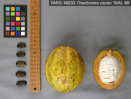 Pods and seeds. (Accession: TARS 16833).
