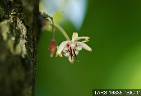 Flower on tree. (Accession: TARS 16835).