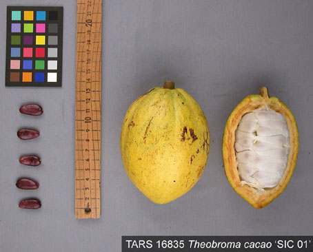 Pods and seeds. (Accession: TARS 16835).
