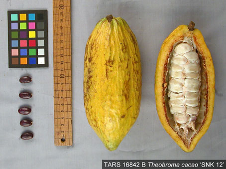 Pods and seeds. (Accession: TARS 16842 B).