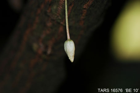 Flowerbud on tree. (Accession: TARS 16576).