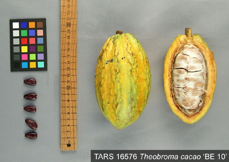 Pods and seeds. (Accession: TARS 16576).