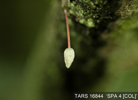 Flowerbud on tree. (Accession: TARS 16844).