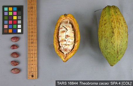 Pods and seeds. (Accession: TARS 16844).