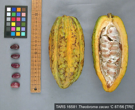 Pods and seeds. (Accession: TARS 16581).