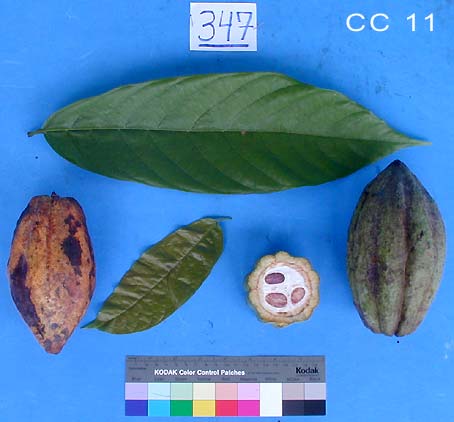 Leaves and pods.