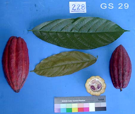 Leaves and pods.