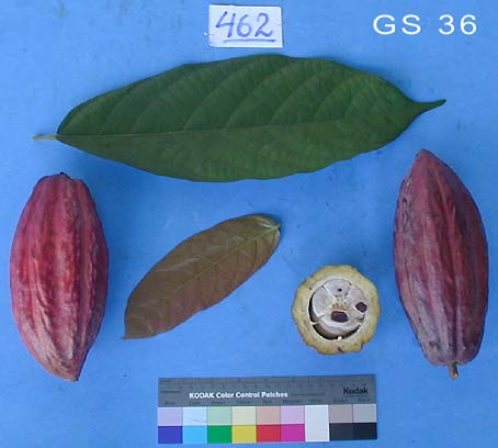 Leaves and pods.