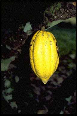 Pod on tree.