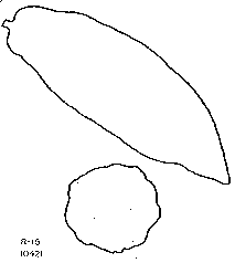 Drawing of pod outlines.