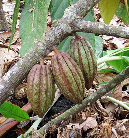 Pod on tree.