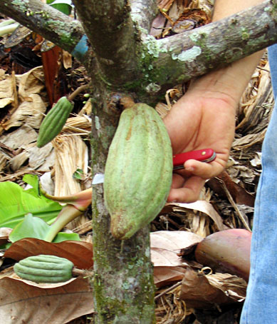 Pod on tree.