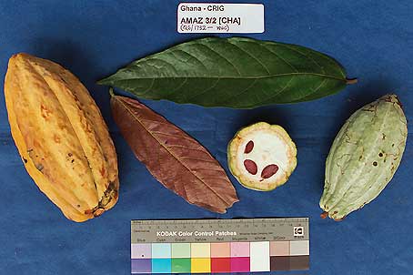 Leaves and pods.