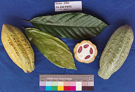 Leaves and pods.