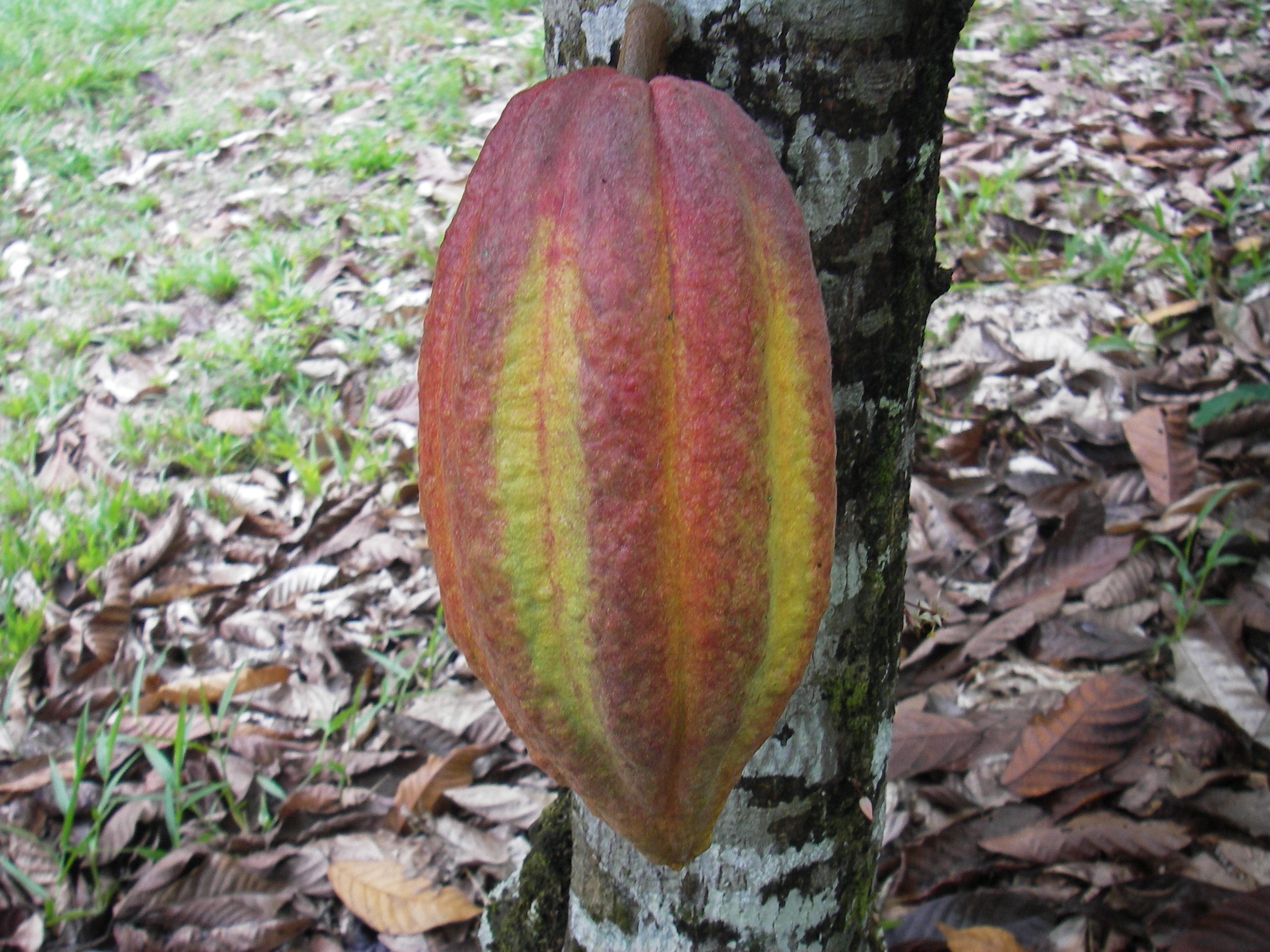 Pod on tree