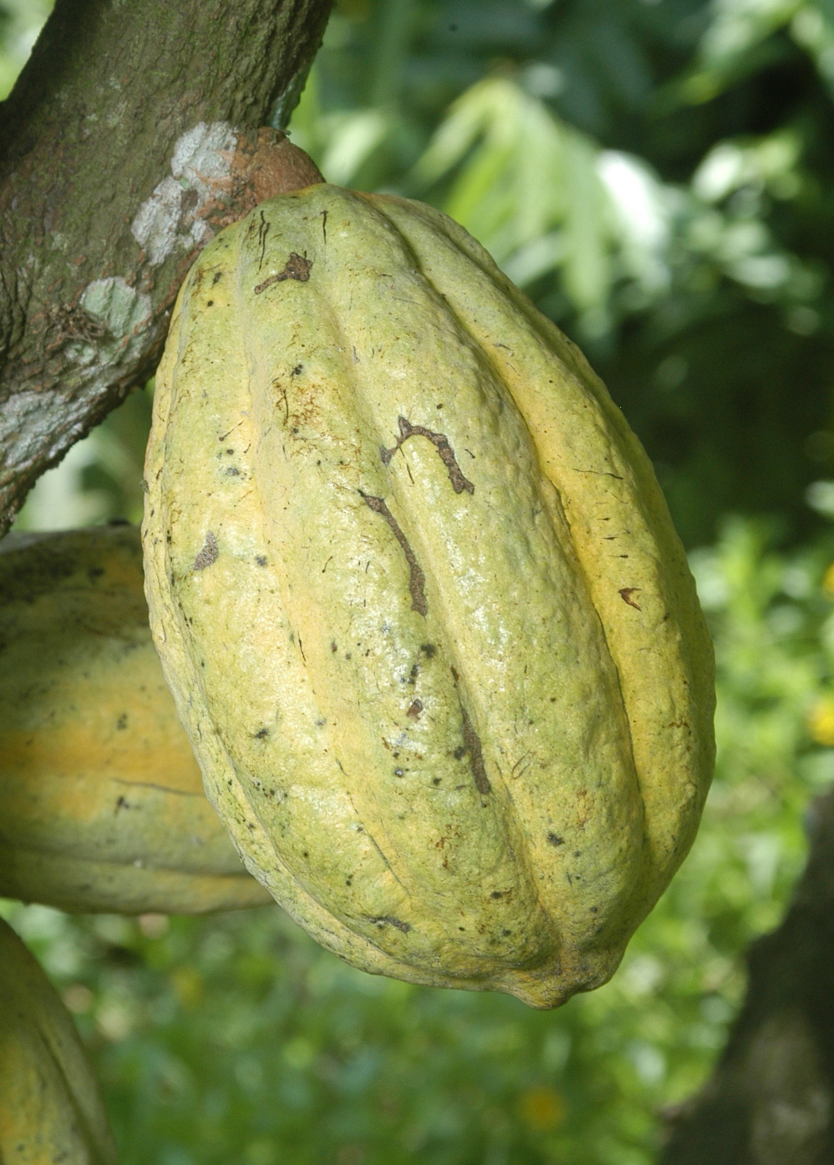 Pod on tree