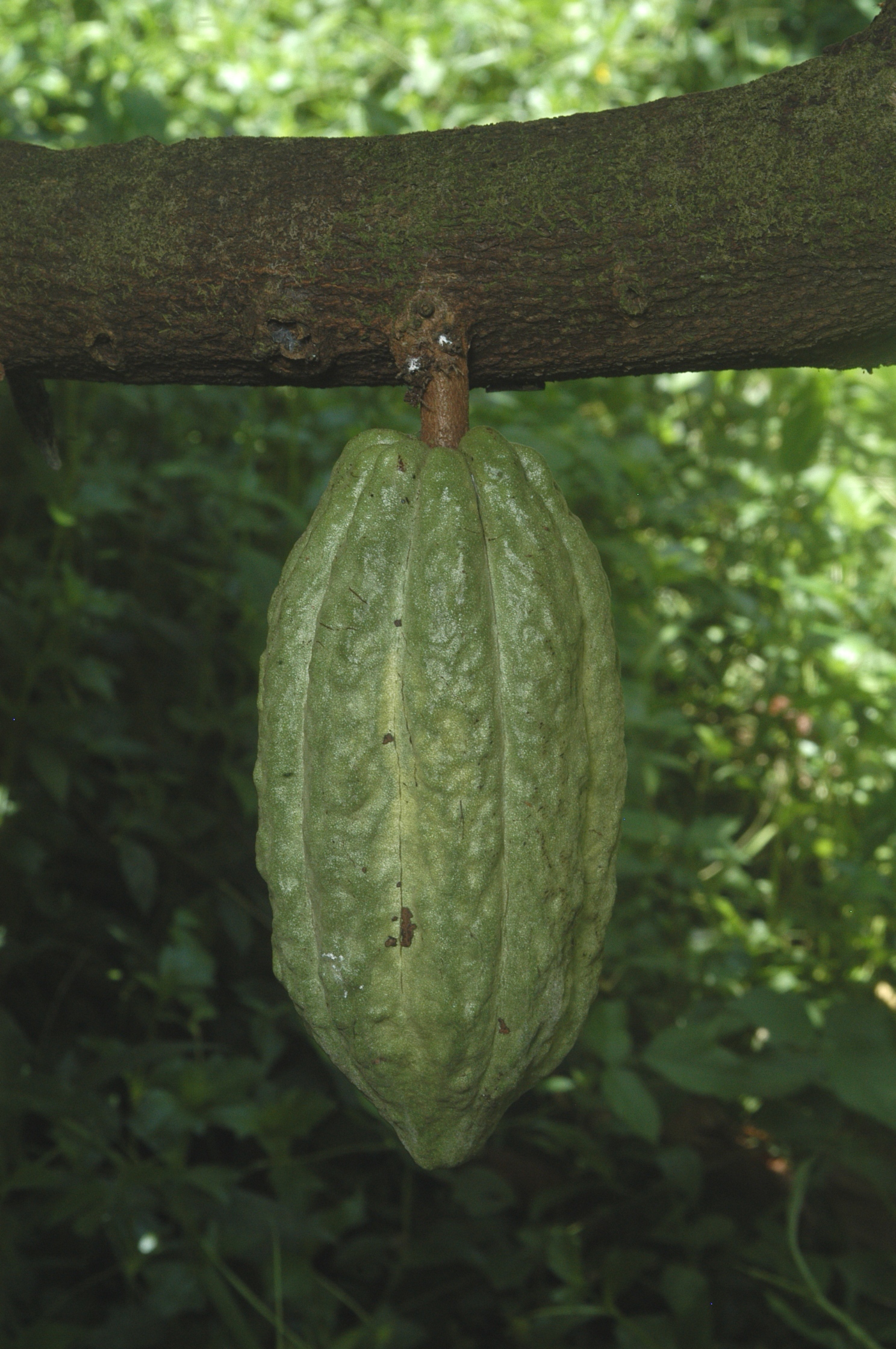 Pod on tree