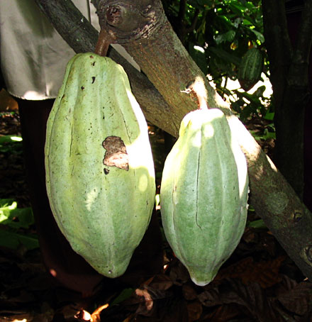 Pod on tree.