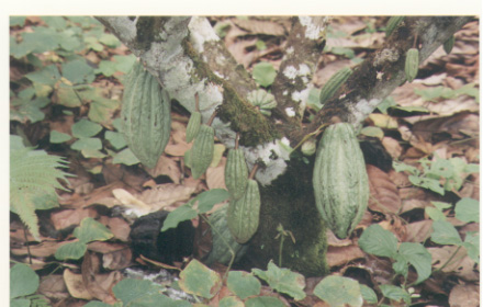 Unripe pods on tree.