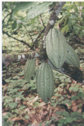 Unripe pods on tree.